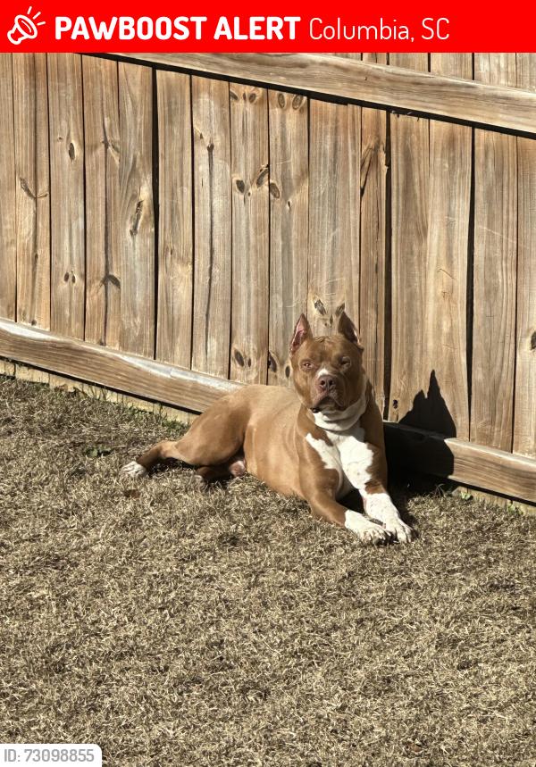 Lost Male Dog last seen Teaberry Dr, Columbia, SC 29229