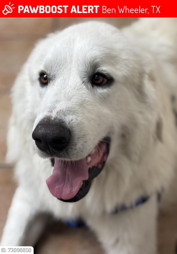 Lost Male Dog last seen Near, Ben Wheeler, TX 75754