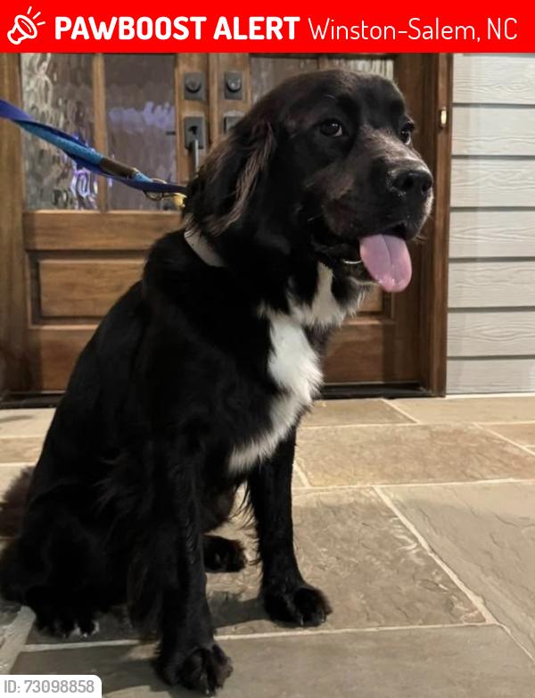 Lost Female Dog last seen Brookberry Farm Neighborhood, Winston-Salem, NC 27106