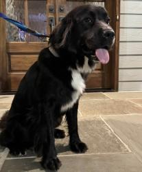 Lost Female Dog last seen Brookberry Farm Neighborhood, Winston-Salem, NC 27106
