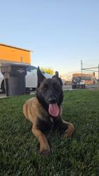 Reunited Female Dog last seen Near W Barnhart Rd, Turlock, CA 95382, USA, Turlock, CA 95382