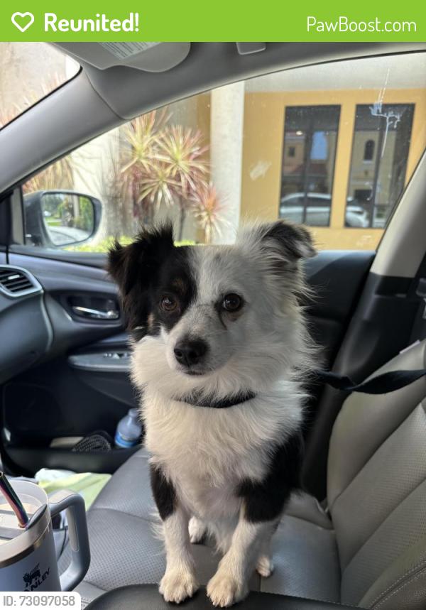 Reunited Male Dog last seen 6th and Congress ave Lake worth beach, Palm Beach County, FL 33461