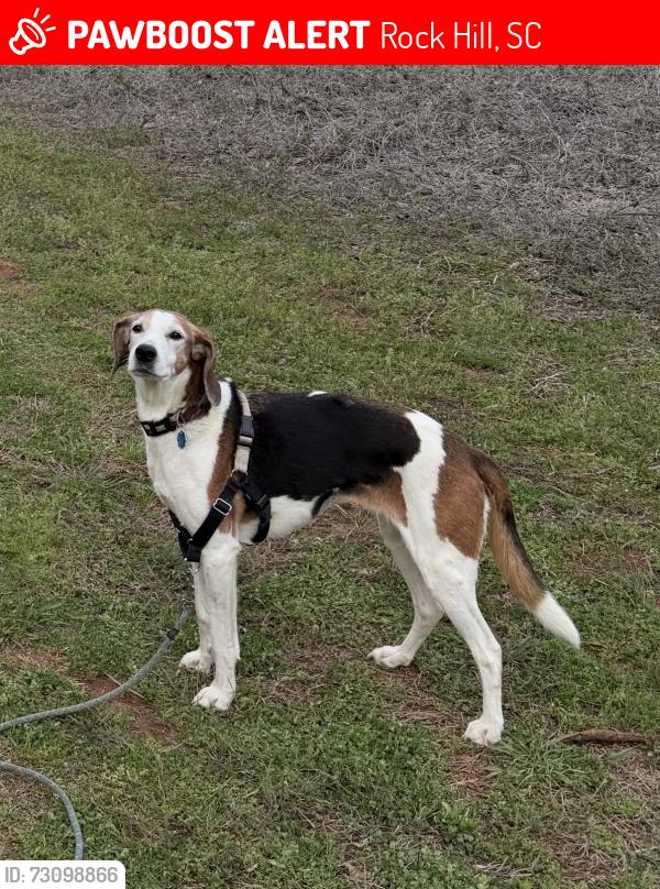 Lost Female Dog last seen McConnells Hwy and Docs Dead End, Rock Hill, SC 29730
