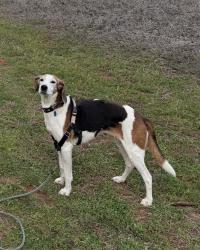 Lost Female Dog last seen McConnells Hwy and Docs Dead End, Rock Hill, SC 29730
