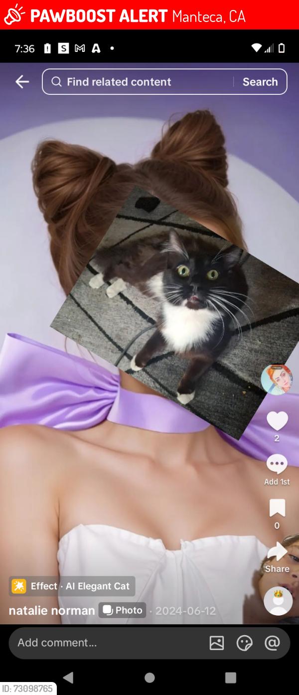 Lost Male Cat last seen North walnut ave manteca by train tracks DMV area, Manteca, CA 95337
