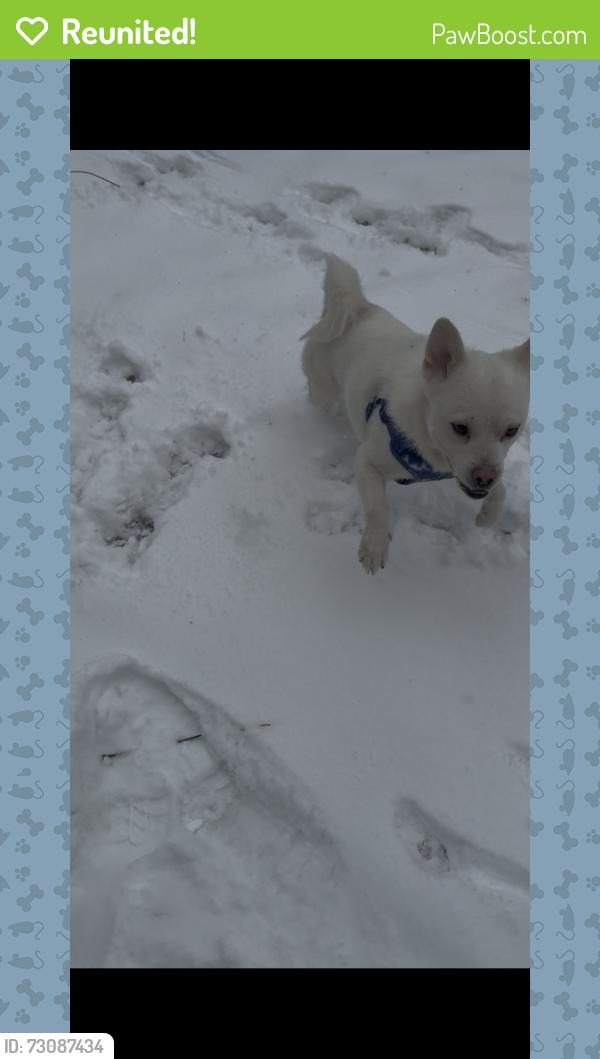 Reunited Male Dog last seen  Fransico/Albany , Chicago, IL 60629