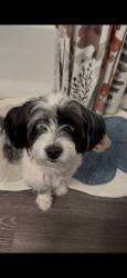 Lost Female Dog last seen Near US-2 Coulee city, Wa 99115, Кули Сити, WA 99115