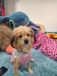 Reunited Female Dog last seen Fairview, Santa Ana, CA 92704
