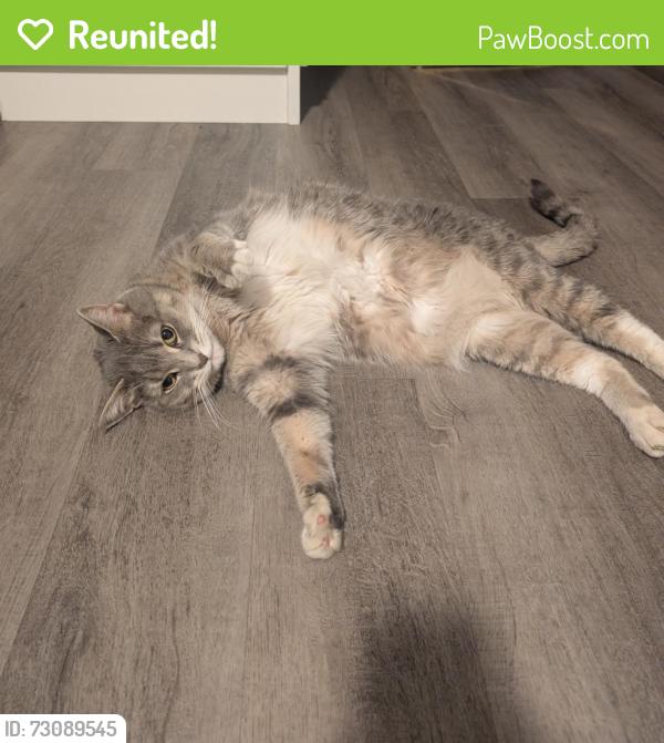 Reunited Female Cat last seen Denison Place and Manitou Way, off of fourth line to the east, Milton, ON L0P