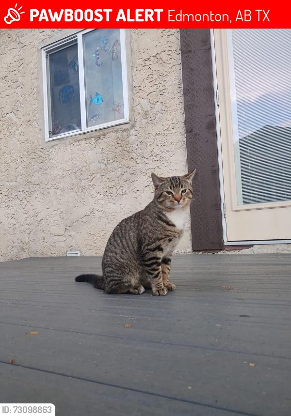 Lost Male Cat last seen Warwick Crescent and Warwick Road, Edmonton, AB T5X