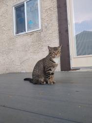 Lost Male Cat last seen Warwick Crescent and Warwick Road, Edmonton, AB T5X