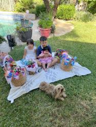 Lost Female Dog last seen Herndon and Chesnut and Chesnut and Alluvial, Fresno, CA 93720