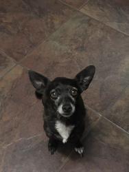 Lost Female Dog last seen University and Crismon, Mesa, AZ 85207