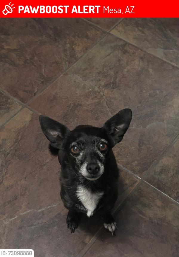 Lost Female Dog last seen University and Crismon, Mesa, AZ 85207
