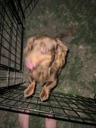 Found/Stray Male Dog last seen Edwards in Desert Willow, Denton, TX 76208
