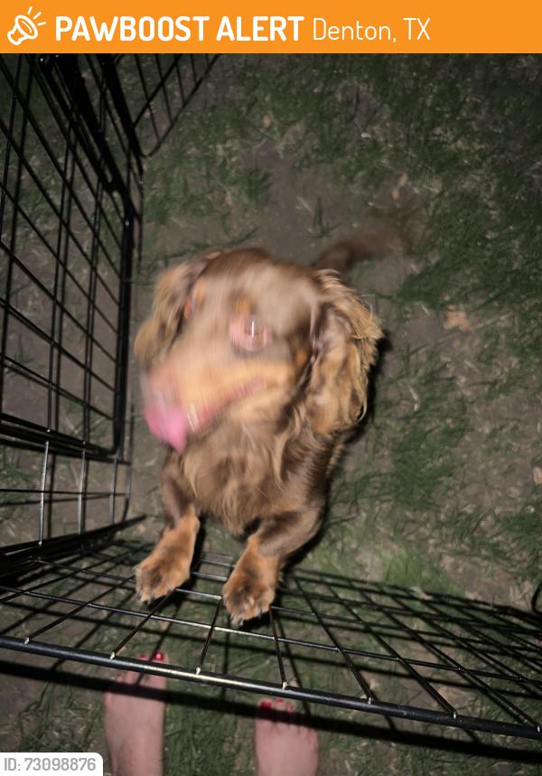 Found/Stray Male Dog last seen Edwards in Desert Willow, Denton, TX 76208