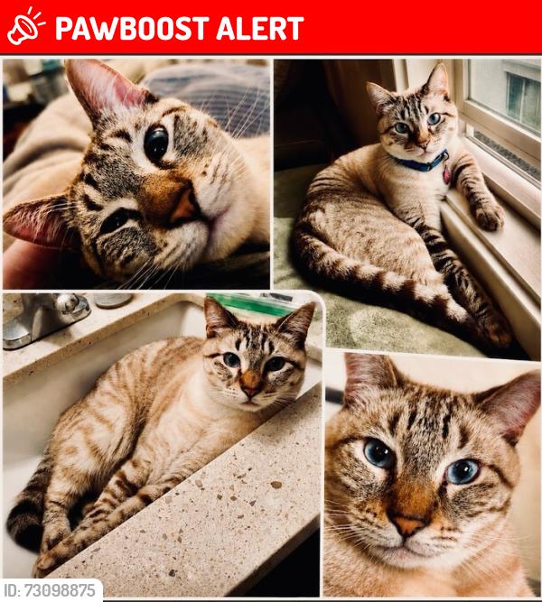 Lost Male Cat last seen Pineridge apartments (Pine Hill Rd @ Shoreline), Mill Valley, Tamalpais-Homestead Valley, CA 94941