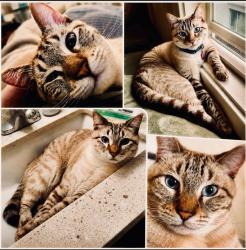 Lost Male Cat last seen Pineridge apartments (Pine Hill Rd @ Shoreline), Mill Valley, Tamalpais-Homestead Valley, CA 94941