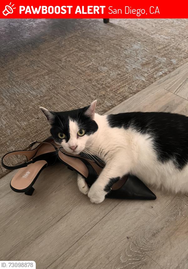 Lost Female Cat last seen PastorTimothy st, San Diego, CA 92114