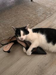 Lost Female Cat last seen PastorTimothy st, San Diego, CA 92114
