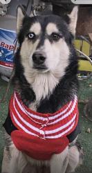 Reunited Female Dog last seen Seminary,fuller,mccart, Fort Worth, TX 76133