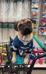 Lost Male Dog last seen Near Ashley Street off Cr 2690, Alvord, TX 76225
