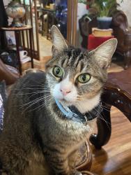Reunited Male Cat last seen Near Elinora Dr, Pleasant Hill, CA 94523, USA, Pleasant Hill, CA 94523