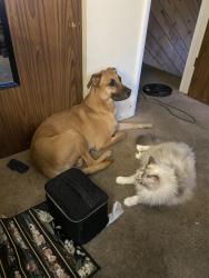 Reunited Male Dog last seen Off hunter lake and burrow , Reno, NV 89509