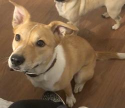 Reunited Female Dog last seen Apadaca Park, Las Cruces, NM 88001