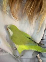 Lost Female Bird last seen Near resurrection cemetery , Clinton, MD 20735