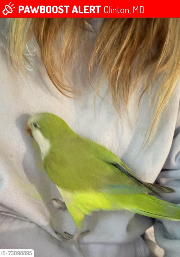 Lost Female Bird last seen Near resurrection cemetery , Clinton, MD 20735