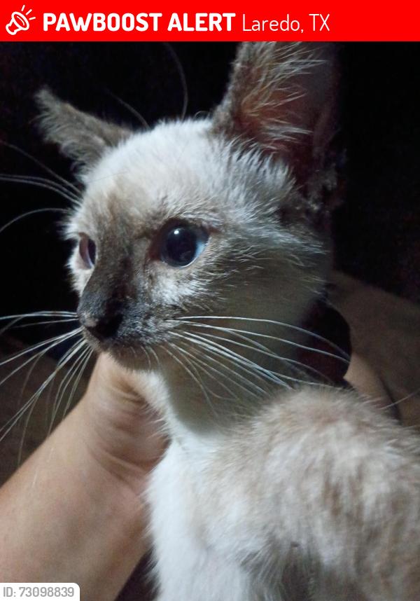 Lost Male Cat last seen At the top near 3103 East fiesta Loop, Laredo, TX 78043
