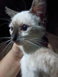 Lost Male Cat last seen At the top near 3103 East fiesta Loop, Laredo, TX 78043