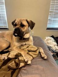 Lost Female Dog last seen Near Dog Steet and D Street. Lost at catfish and ash., Porum, OK 74455