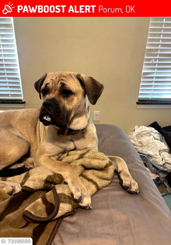 Lost Female Dog last seen Near Dog Steet and D Street. Lost at catfish and ash., Porum, OK 74455