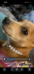 Lost Female Dog last seen Sunrise and granger, Modesto, CA 95350
