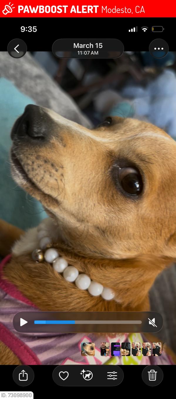 Lost Female Dog last seen Sunrise and granger, Modesto, CA 95350