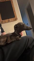 Lost Male Dog last seen Rancho Summit park, Rancho Cucamonga, CA 91739