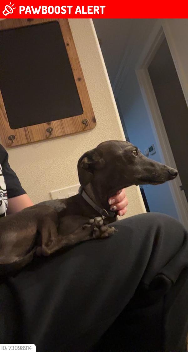 Lost Male Dog last seen Rancho Summit park, Rancho Cucamonga, CA 91739