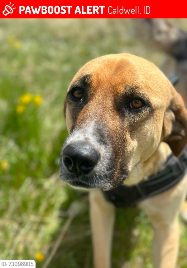 Lost Female Dog last seen Florida and Homedale, Caldwell, ID 83607