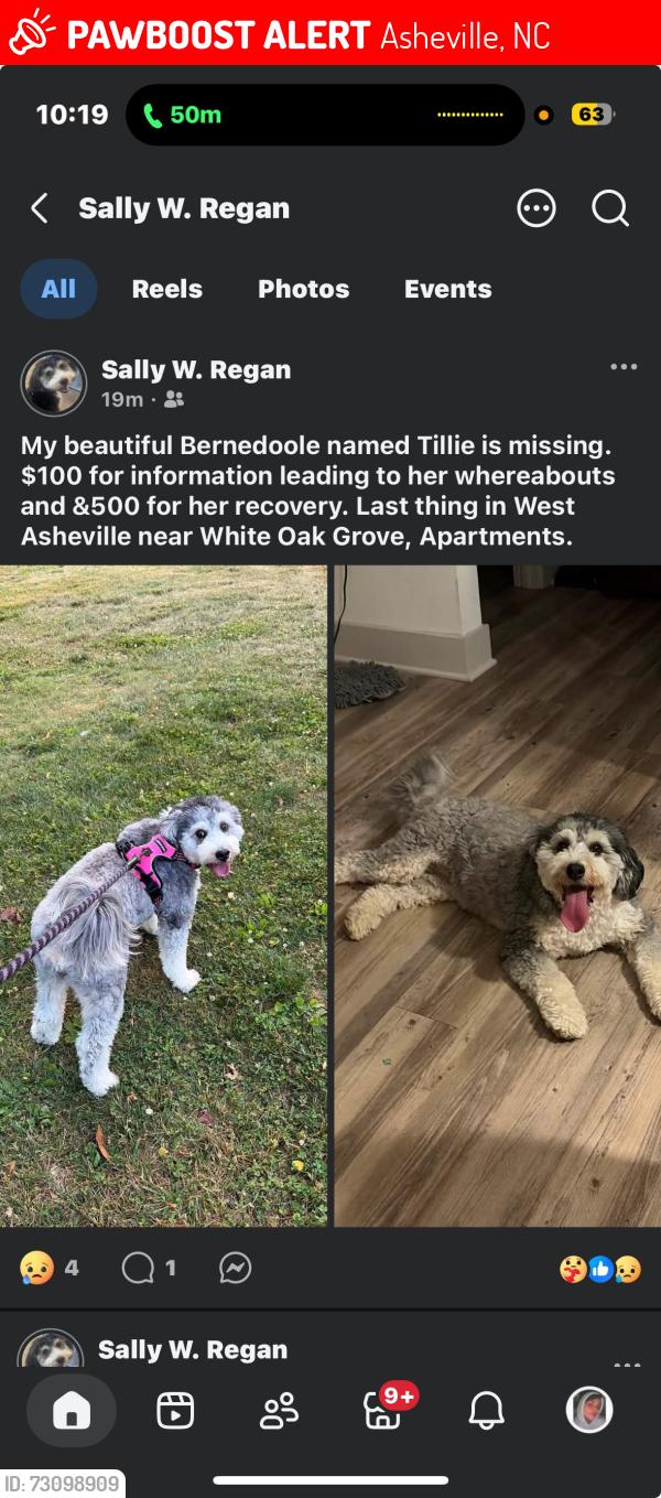Lost Female Dog last seen White Oak Grove apmts, Asheville, NC 28806