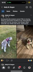 Lost Female Dog last seen White Oak Grove apmts, Asheville, NC 28806