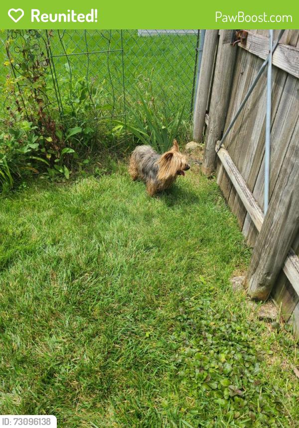 Reunited Male Dog last seen Heritage Trail Elementary school , Joliet, IL 60431