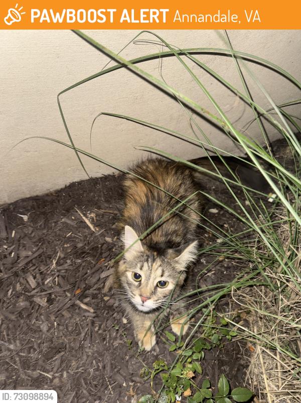 Found/Stray Unknown Cat last seen Little River TPK, Annandale, VA 22003