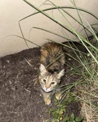 Found/Stray Unknown Cat last seen Little River TPK, Annandale, VA 22003