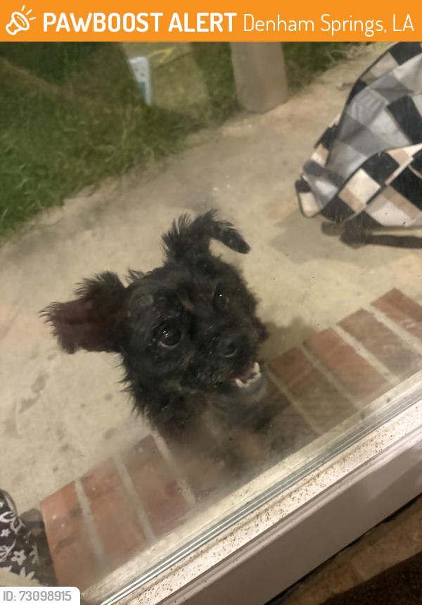 Found/Stray Male Dog last seen Off Buddy Ellis on Crossvine Dr, Denham Springs, LA 70726