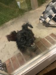 Found/Stray Male Dog last seen Off Buddy Ellis on Crossvine Dr, Denham Springs, LA 70726