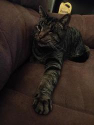 Lost Male Cat last seen Dufferin and Lawrence Ave W, Toronto, ON M6A 2S6