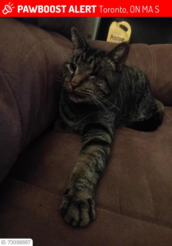Lost Male Cat last seen Dufferin and Lawrence Ave W, Toronto, ON M6A 2S6