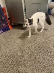Reunited Unknown Cat last seen Lake Ashmere, San Diego, CA 92119